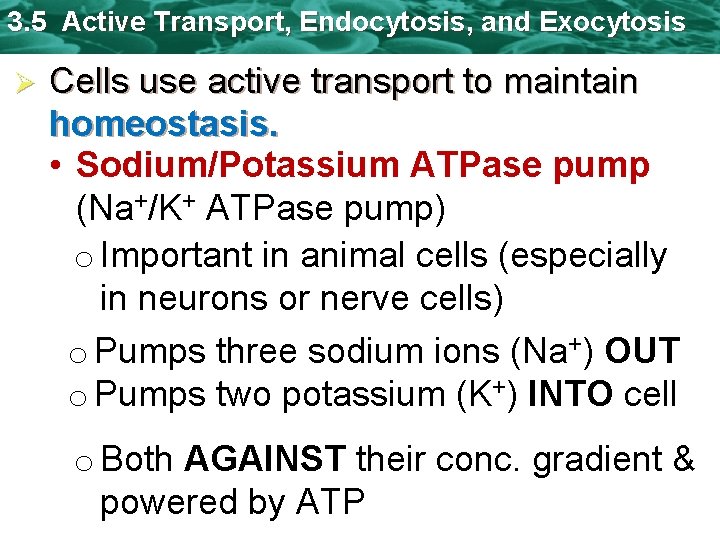 3. 5 Active Transport, Endocytosis, and Exocytosis Ø Cells use active transport to maintain