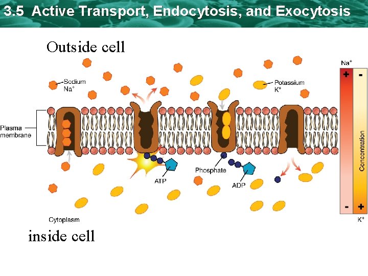 3. 5 Active Transport, Endocytosis, and Exocytosis Outside cell inside cell 
