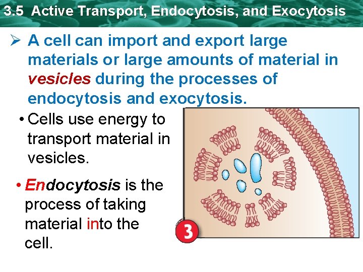 3. 5 Active Transport, Endocytosis, and Exocytosis Ø A cell can import and export