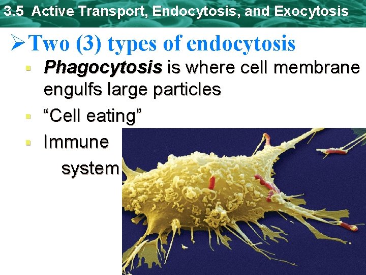 3. 5 Active Transport, Endocytosis, and Exocytosis ØTwo (3) types of endocytosis Phagocytosis is
