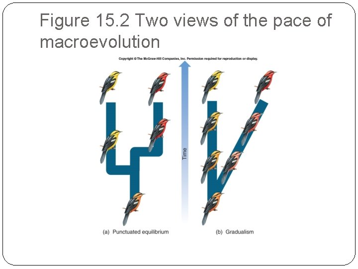 Figure 15. 2 Two views of the pace of macroevolution 