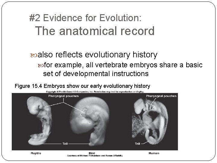 #2 Evidence for Evolution: The anatomical record also reflects evolutionary history for example, all
