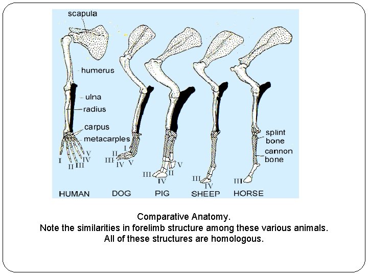  Comparative Anatomy. Note the similarities in forelimb structure among these various animals. All