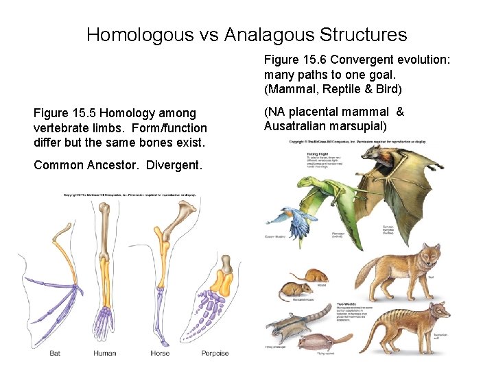 Homologous vs Analagous Structures Figure 15. 6 Convergent evolution: many paths to one goal.