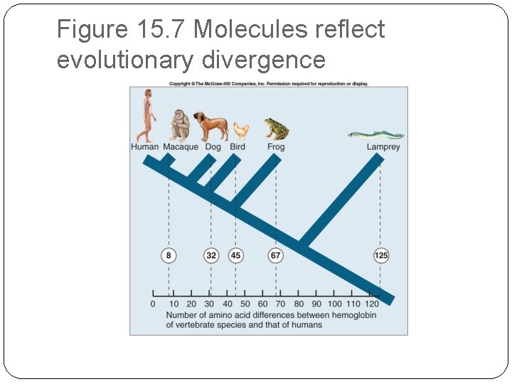 Figure 15. 7 Molecules reflect evolutionary divergence 