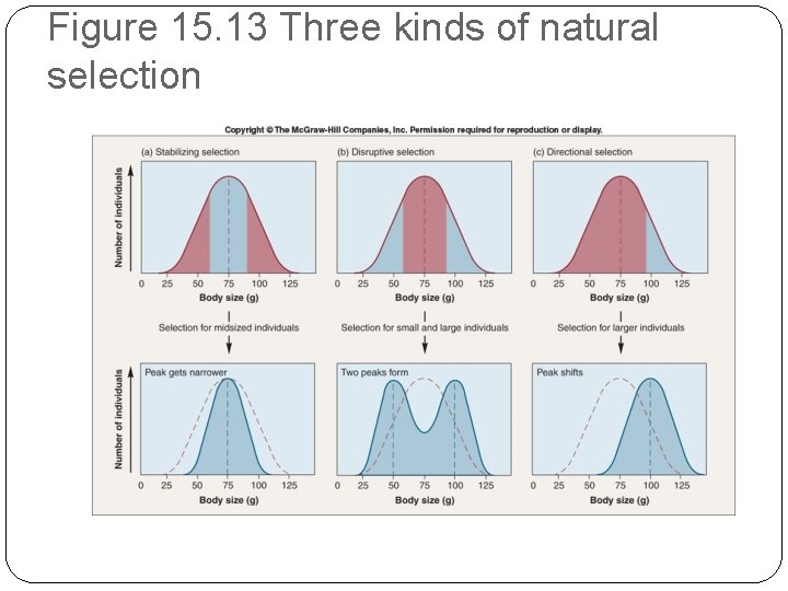 Figure 15. 13 Three kinds of natural selection 