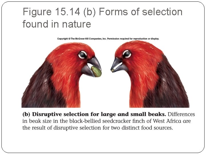 Figure 15. 14 (b) Forms of selection found in nature 
