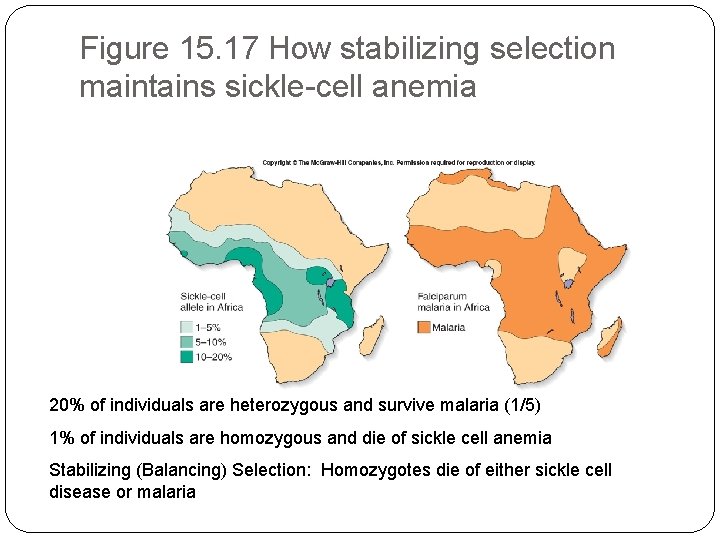 Figure 15. 17 How stabilizing selection maintains sickle-cell anemia 20% of individuals are heterozygous