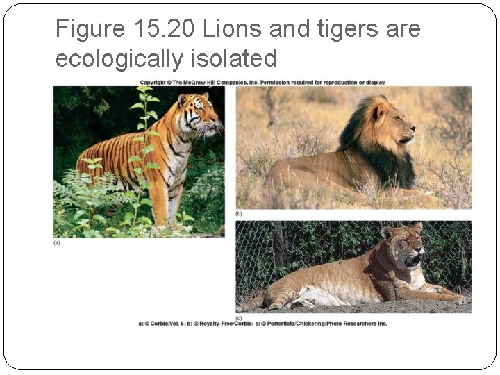 Figure 15. 20 Lions and tigers are ecologically isolated 