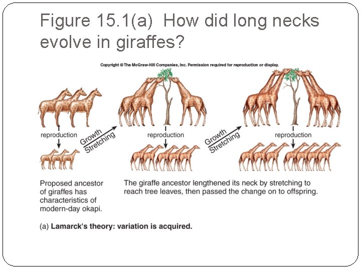 Figure 15. 1(a) How did long necks evolve in giraffes? 