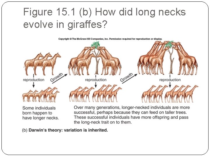 Figure 15. 1 (b) How did long necks evolve in giraffes? 