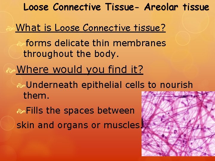 Loose Connective Tissue- Areolar tissue What is Loose Connective tissue? forms delicate thin membranes