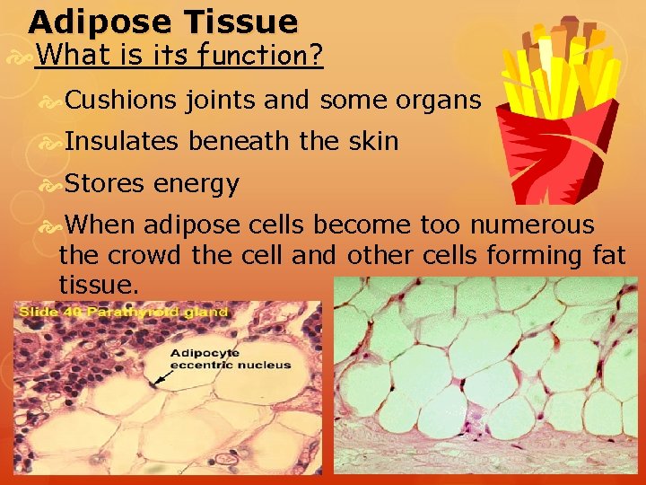 Adipose Tissue What is its function? Cushions joints and some organs Insulates beneath the