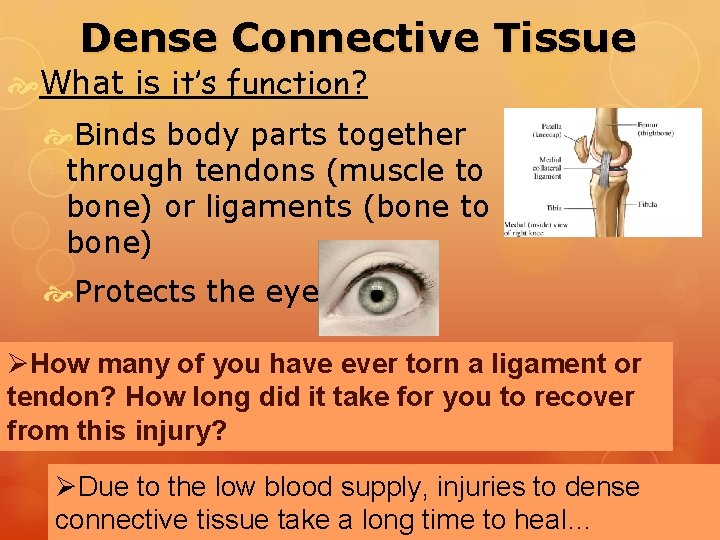 Dense Connective Tissue What is it’s function? Binds body parts together through tendons (muscle