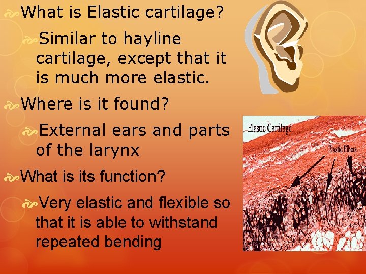  What is Elastic cartilage? Similar to hayline cartilage, except that it is much