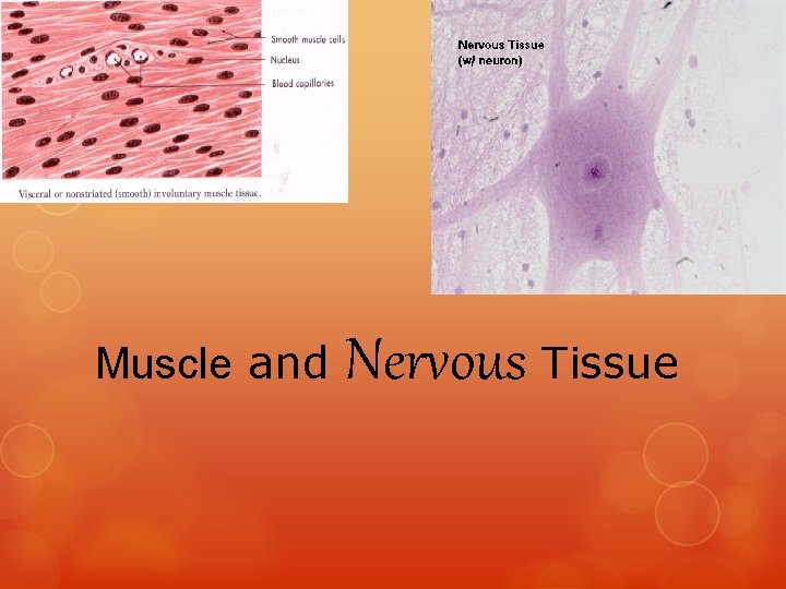 Muscle and Nervous Tissue 