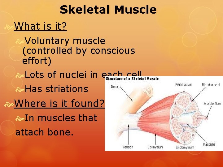 Skeletal Muscle What is it? Voluntary muscle (controlled by conscious effort) Lots of nuclei
