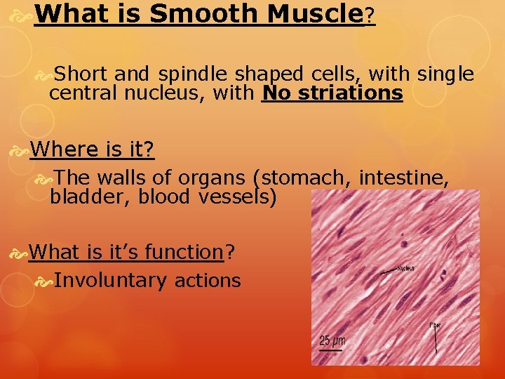  What is Smooth Muscle? Short and spindle shaped cells, with single central nucleus,