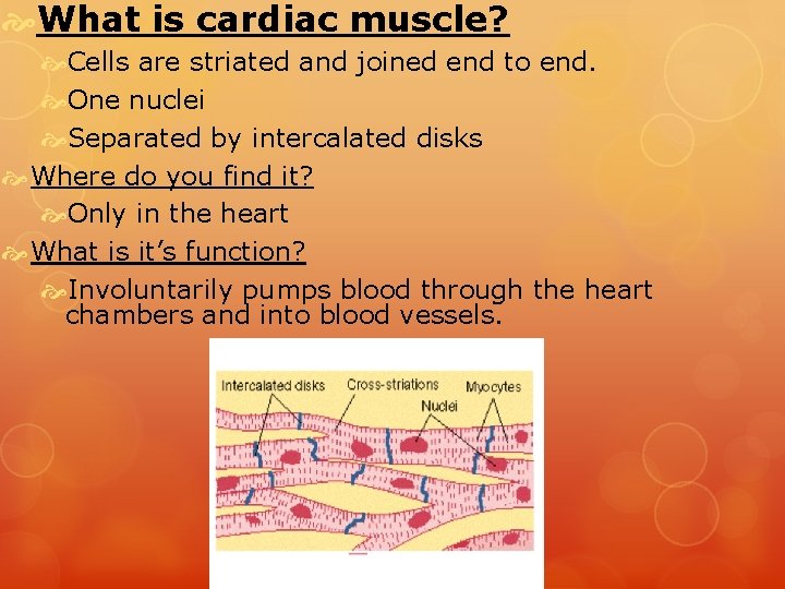  What is cardiac muscle? Cells are striated and joined end to end. One