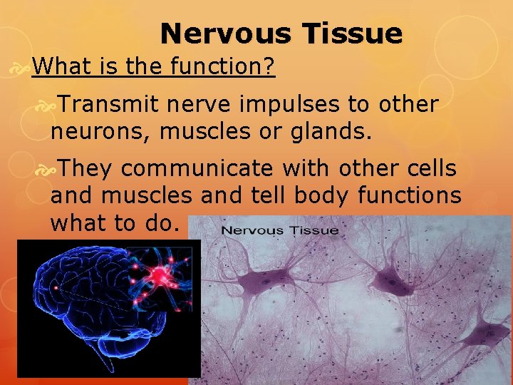 Nervous Tissue What is the function? Transmit nerve impulses to other neurons, muscles or