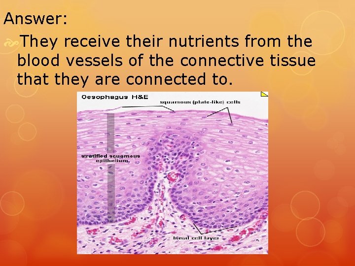 Answer: They receive their nutrients from the blood vessels of the connective tissue that