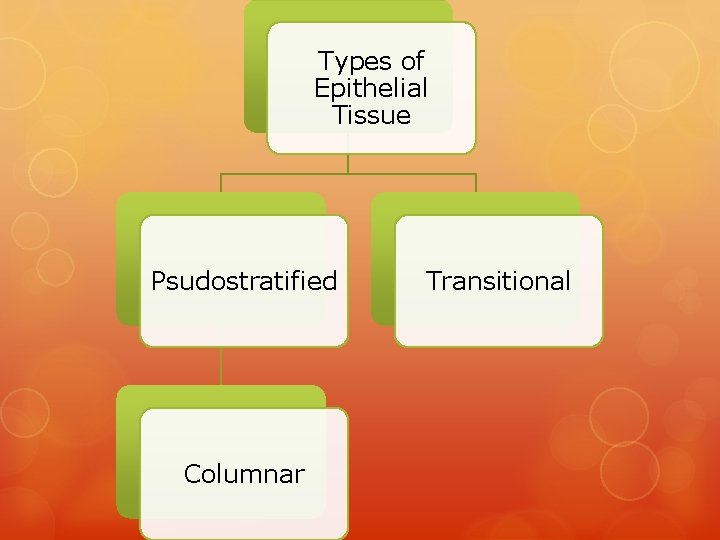 Types of Epithelial Tissue Psudostratified Columnar Transitional 