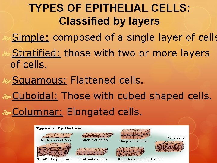 TYPES OF EPITHELIAL CELLS: Classified by layers Simple: composed of a single layer of