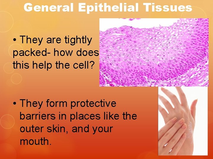 General Epithelial Tissues • They are tightly packed- how does this help the cell?
