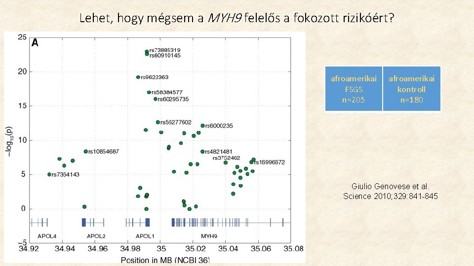 Lehet, hogy mégsem a MYH 9 felelős a fokozott rizikóért? afroamerikai FSGS n=205 afroamerikai Lehet, hogy mégsem a MYH 9 felelős a fokozott rizikóért? afroamerikai FSGS n=205 afroamerikai