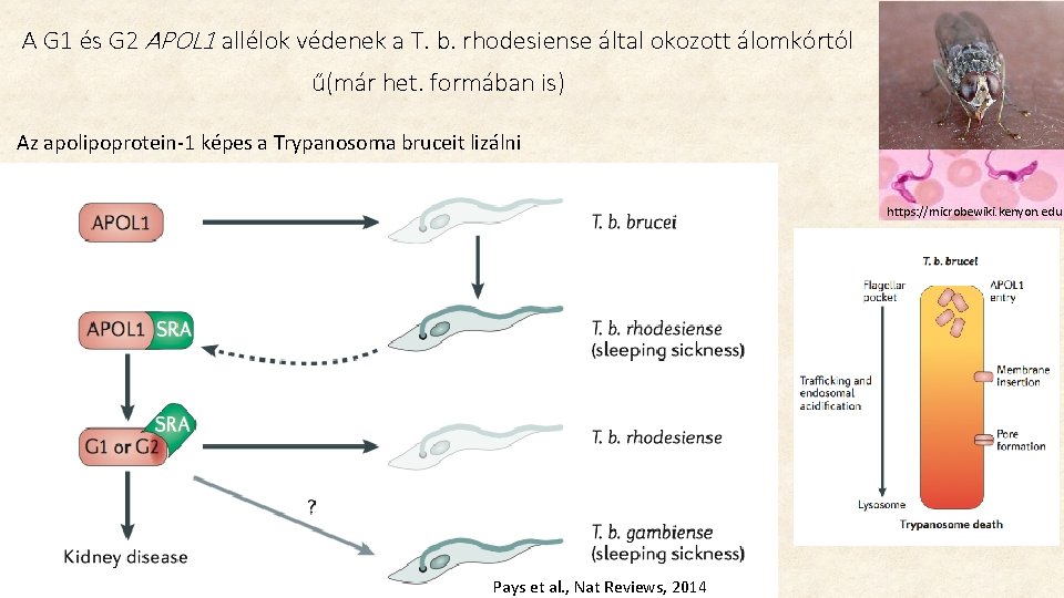 A G 1 és G 2 APOL 1 allélok védenek a T. b. rhodesiense A G 1 és G 2 APOL 1 allélok védenek a T. b. rhodesiense
