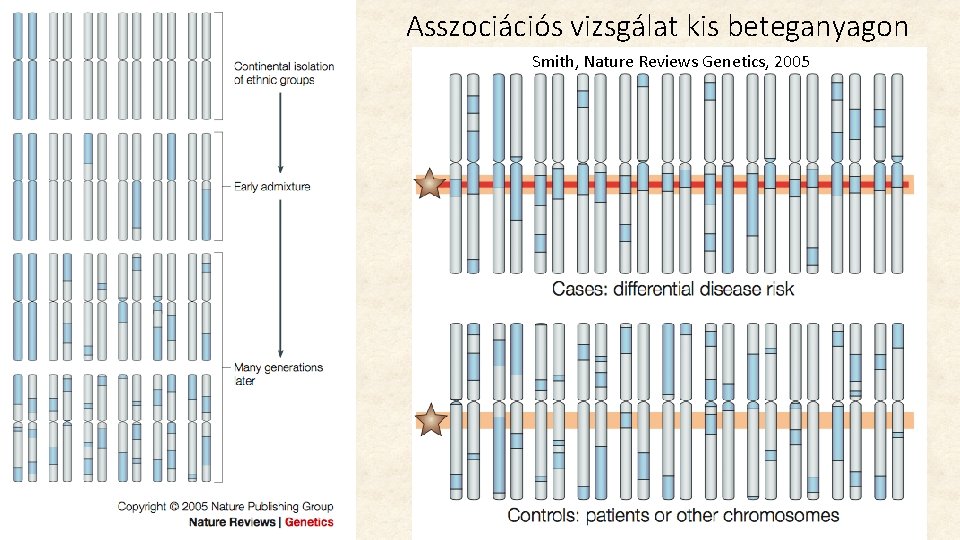 Asszociációs vizsgálat kis beteganyagon Smith, Nature Reviews Genetics, 2005 Asszociációs vizsgálat kis beteganyagon Smith, Nature Reviews Genetics, 2005