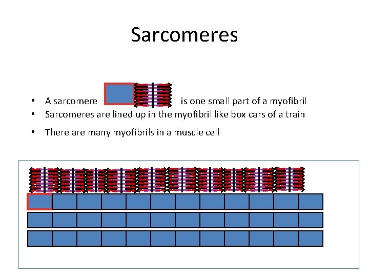 Sarcomeres • A sarcomere is one small part of a myofibril • Sarcomeres are