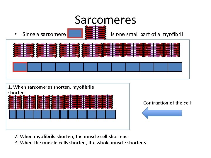 Sarcomeres • Since a sarcomere is one small part of a myofibril 1. When