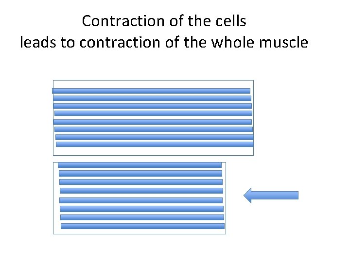 Contraction of the cells leads to contraction of the whole muscle 