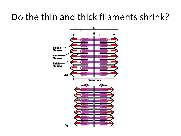 Do the thin and thick filaments shrink? 