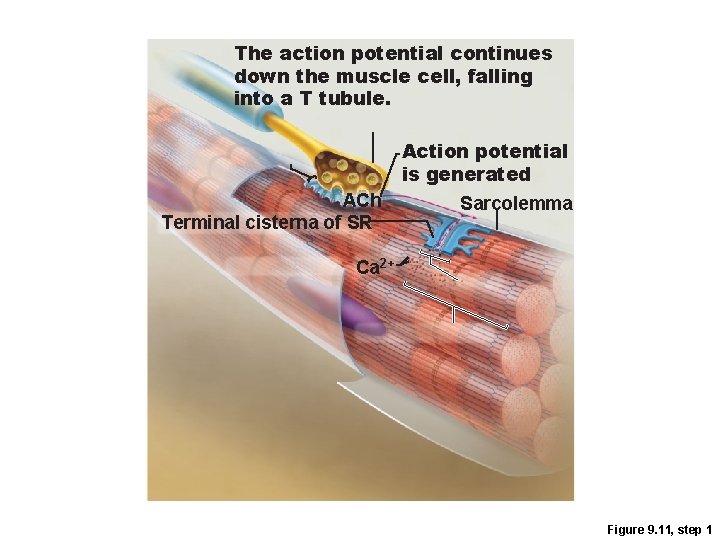 The action potential continues down the muscle cell, falling into a T tubule. Action