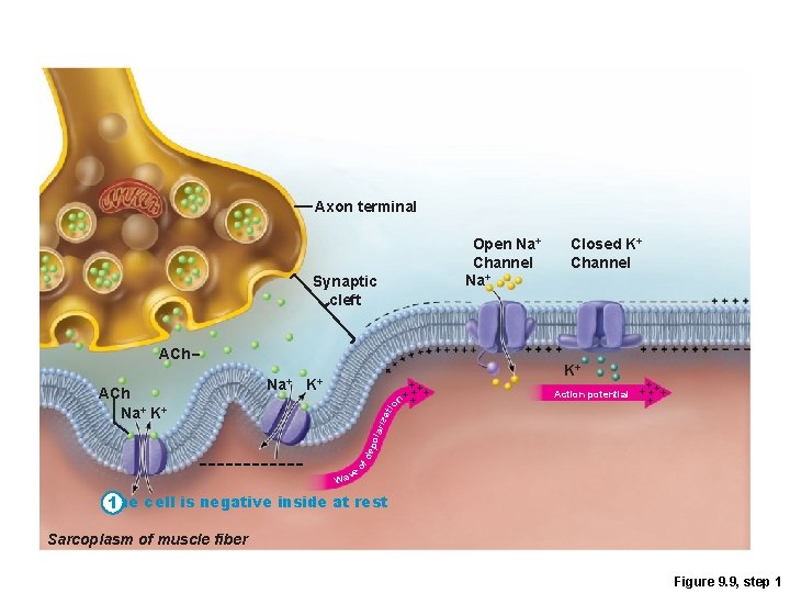 Axon terminal Open Na+ Channel Na+ Synaptic cleft ACh Na+ K+ K+ ++ ++