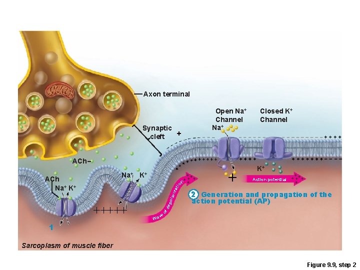 Axon terminal Synaptic cleft Open Na+ Channel Na+ + ACh Na+ ++ ++ +