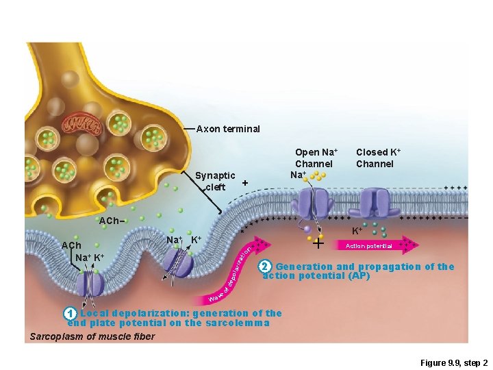 Axon terminal Synaptic cleft Open Na+ Channel Na+ + ACh iza tio n K+