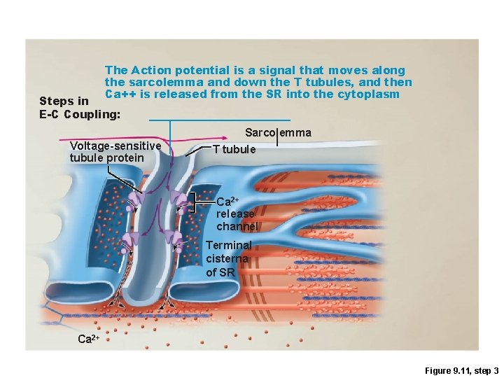 The Action potential is a signal that moves along the sarcolemma and down the