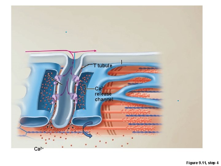 . T tubule Ca 2+ release channel . Ca 2+ Figure 9. 11, step