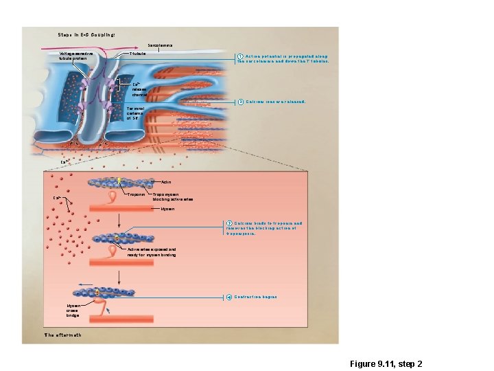 Steps in E-C Coupling: Sarcolemma Voltage-sensitive tubule protein T tubule 1 Action potential is