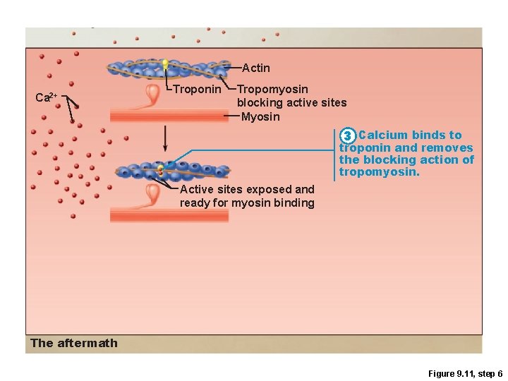 Actin Ca 2+ Troponin Tropomyosin blocking active sites Myosin 3 Calcium binds to troponin