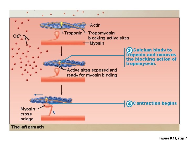 Actin Ca 2+ Troponin Tropomyosin blocking active sites Myosin 3 Calcium binds to troponin