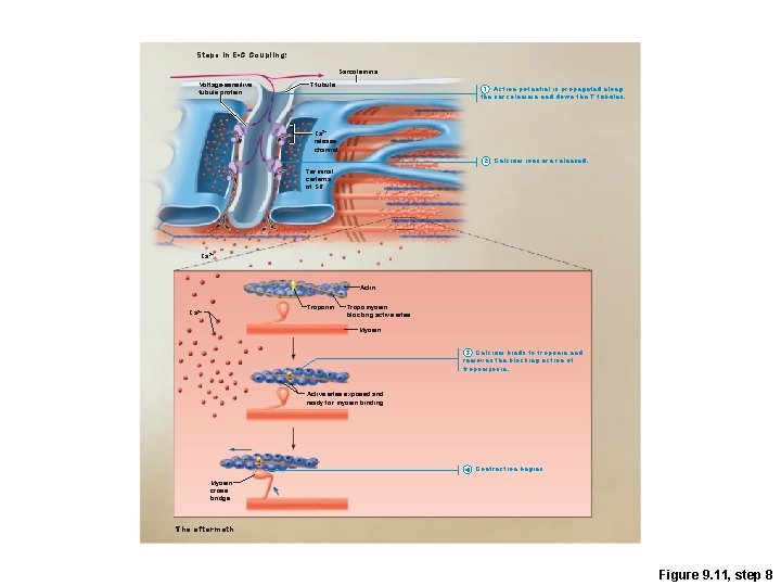 Steps in E-C Coupling: Sarcolemma Voltage-sensitive tubule protein T tubule 1 Action potential is