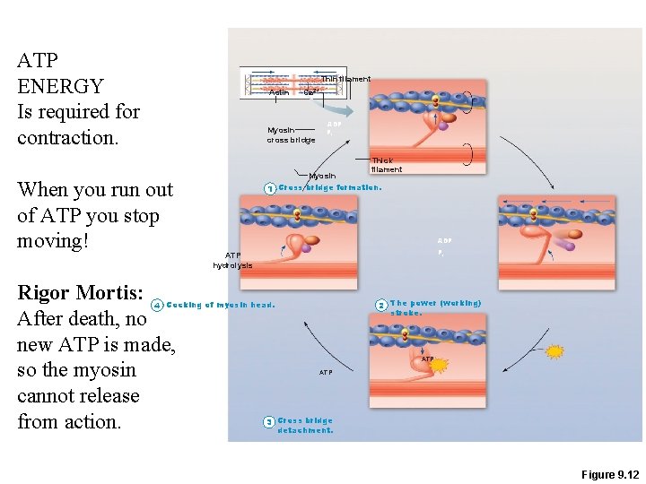 ATP ENERGY Is required for contraction. Thin filament Actin Ca 2+ Myosin cross bridge