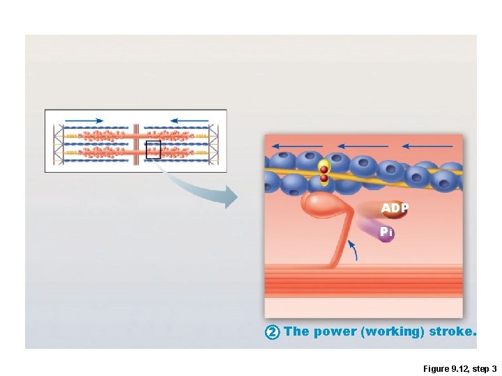 ADP Pi 2 The power (working) stroke. Figure 9. 12, step 3 