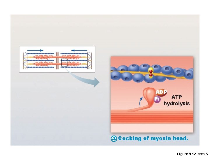 ADP ATP Pi hydrolysis 4 Cocking of myosin head. Figure 9. 12, step 5