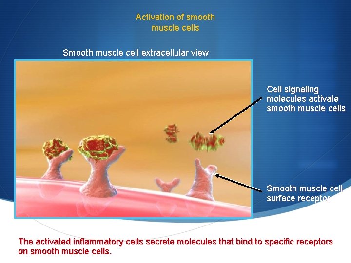 Activation of smooth muscle cells Smooth muscle cell extracellular view Cell signaling molecules activate