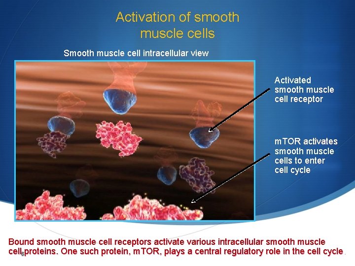 Activation of smooth muscle cells Smooth muscle cell intracellular view Activated smooth muscle cell